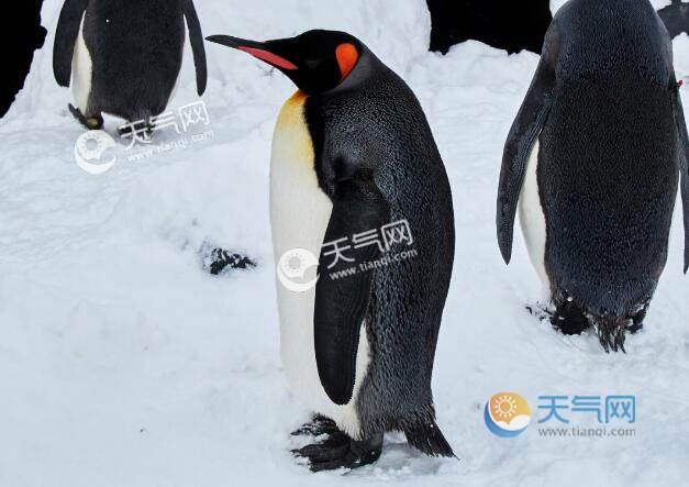 北極為什么沒有企鵝 企鵝為什么不在北極而在南極