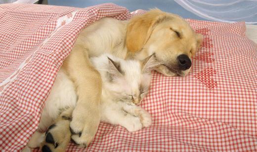 ���ƹ���ҧ�z��Z�ķ���