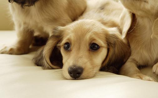 �ӽ�����Ĺ����ʳע�����(xi��ng)