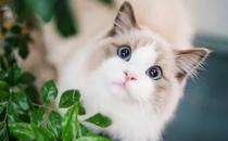؈ë��혹⻬�������� ��ż؈��(du��)ë�l(f��)�õ��ʳ�ٿ�