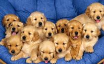 �������B(y��ng)��ָ��