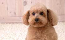 ��Щ�����הy��ɳ�T�Ͼ���