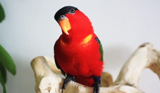 �S�������W�^�����X���I���S�������W�^����B(y��ng)����