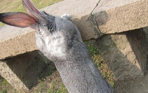 �����õĮa(ch��n)��-����������ЩƷ�N��