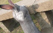 �����õĮa(ch��n)��-����������ЩƷ�N��