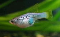 �¹��~�ĺ���-�¹��~�ĵ�Ʒ�N