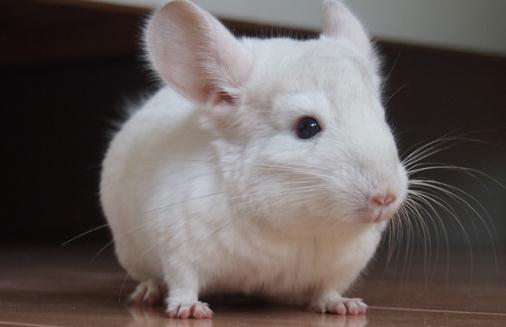 �۰���؈�ĺ���-�۰���؈����B(y��ng)�h(hu��n)��