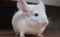 �۰���؈�ĺ���-�۰���؈����B(y��ng)�h(hu��n)��