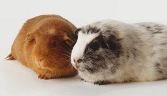 ������ë��������ô�B(y��ng)��������ë����������h(hu��n)��