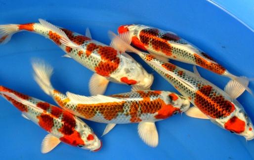 ���yƤ�����ĺ���-���yƤ������ʲô������