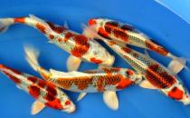 ���yƤ�����ĺ���-���yƤ������ʲô������