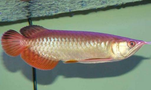 �tβ�����~��ô�B(y��ng)���tβ�����~�ăr��