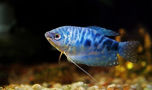 �{(l��n)���~(y��)������h(hu��n)��-�{(l��n)���~(y��)�ĺ�(ji��n)��