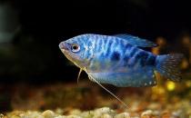 �{���~������h(hu��n)��-�{���~�ĺ���