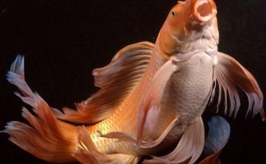 ������ɫ�\������B(y��ng)�h(hu��n)��-������ɫ�\����ô�B(y��ng)��