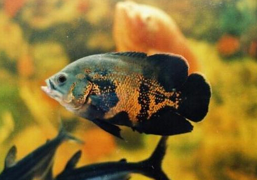 �؈D�~���L(f��ng)ˮ�W(xu��)��(y��ng)��-�؈D�~���~�ה[��λ��