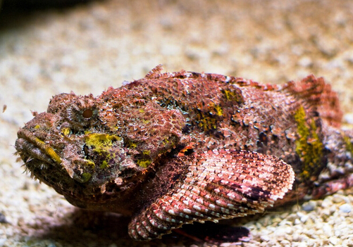 石頭魚的風(fēng)水學(xué)應(yīng)用-石頭魚的魚缸擺放位置