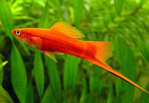 �t���~���Lˮ�W(xu��)��(y��ng)��-�t���~��Ʒ�N��B