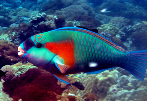 �W���~���L(f��ng)ˮ�W(xu��)��(y��ng)��-�W���~��Ʒ�N��B