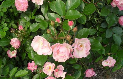 ����B(y��ng)ֳɽ�軨��