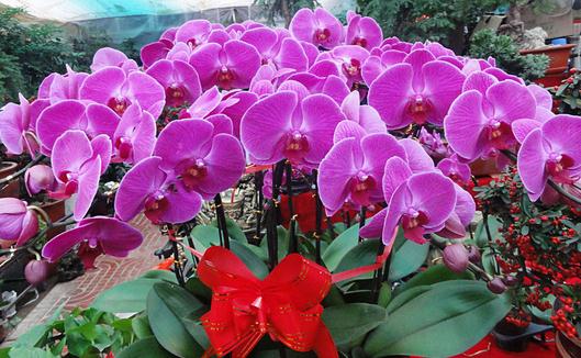 五月份養(yǎng)什么花最合適?