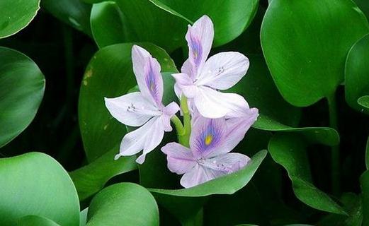 初養(yǎng)花者要注意的事項(xiàng)