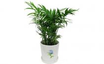 ����Ҭ������B(y��ng)ֳ������Ҭ����ʲô��