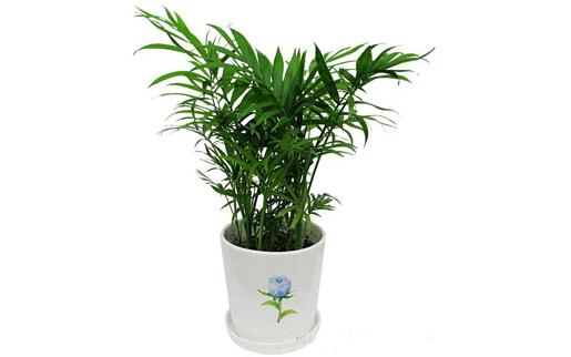 ����Ҭ������B(y��ng)ֳ������Ҭ����ʲô��