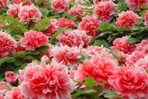 ��֪���Ї�(gu��)ʮ����������Щ����