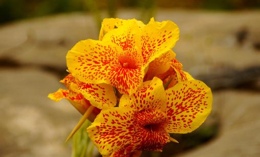 �����m������-�����m��ô�B(y��ng)ֳ��