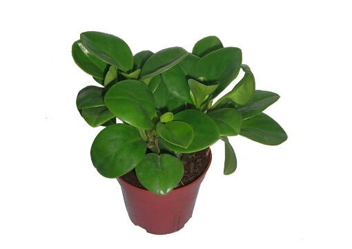 碧玉花的風(fēng)水學(xué)應(yīng)用-碧玉花的養(yǎng)殖方法