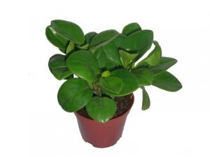 ���񻨵��L(f��ng)ˮ�W(xu��)��(y��ng)��-���񻨵��B(y��ng)ֳ����