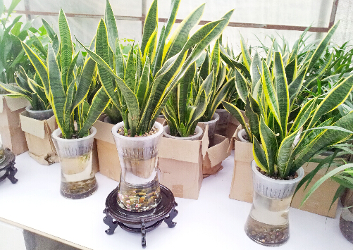 ��Ƥ�m���Ҿӭh(hu��n)����Ӱ�-��Ƥ�m���L(f��ng)ˮ�W(xu��)��(y��ng)��