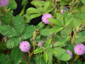 �����Ќ������B(y��ng)���߲݆������߲��ж�����