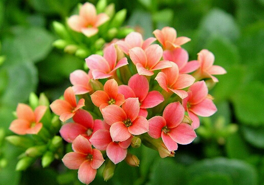 �����Ќ������B(y��ng)�L�ۻ������L�ۻ����B(y��ng)ֳ����