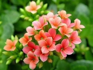 �����Ќ������B(y��ng)�L(zh��ng)�ۻ��᣿�L(zh��ng)�ۻ����B(y��ng)ֳ����