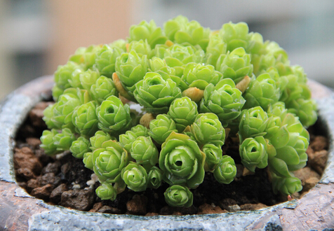 ɽ��õ���c�Ҿ��L(f��ng)��Ĵ���-ɽ��õ���ڼҾ��е�����