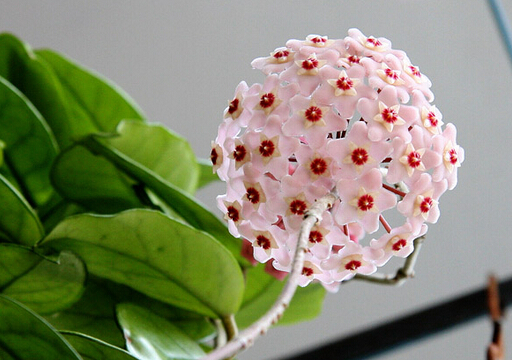 球蘭與家居風(fēng)格的搭配-球蘭的風(fēng)水學(xué)應(yīng)用