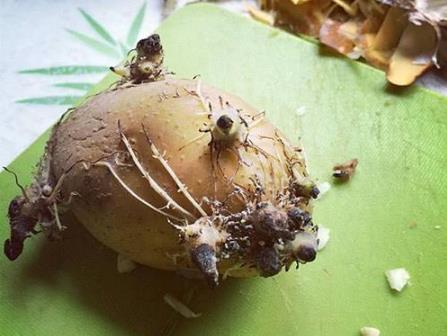 �����L(zh��ng)ѿ������ж� ֔(j��n)������׃��l(f��)ѿ���������ж�