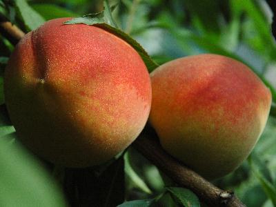 ����ϴ���Ӹ��Ƀ�������ϴ�����ӽqë�ķ���