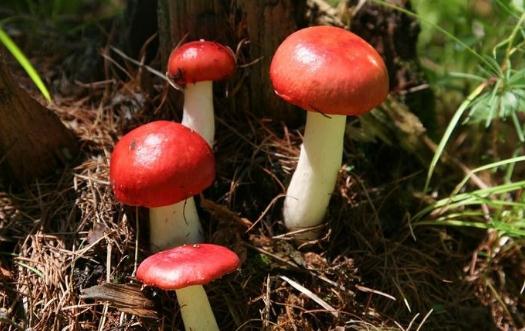 �t����ʲô��Ч���t��������