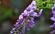 6���L���{�휫 ׌ƣ�v����MѪ�ͻ�