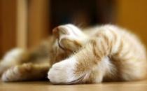 �ϰ����������������Ŷ��