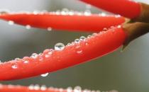 �ЋD��ζʳ�V 2��ʳ�V�ɽ��