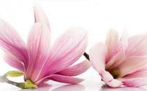 �P�c�D�Ƽ�����������Σ��