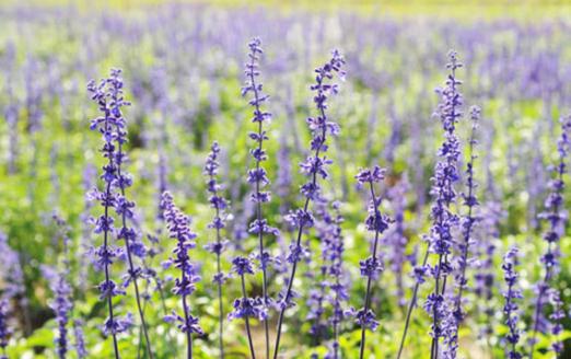 ������������׵ġ���Ҏ(gu��)�t��