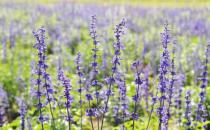 ������(ch��ng)������׵ġ���Ҏ(gu��)�t��