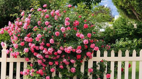 �Nޱ���ĵ���ҹ��