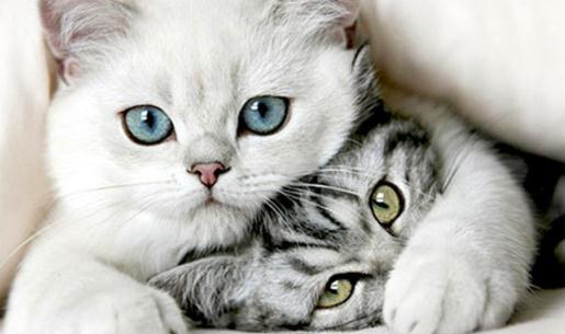 ��ʲô؈�]�ɞ�ʮ����Ф֮һ